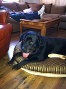 Release to a Forever Home