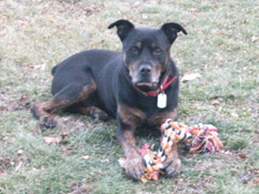 Release to a Forever Home