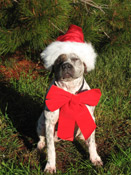 Release to a Forever Home